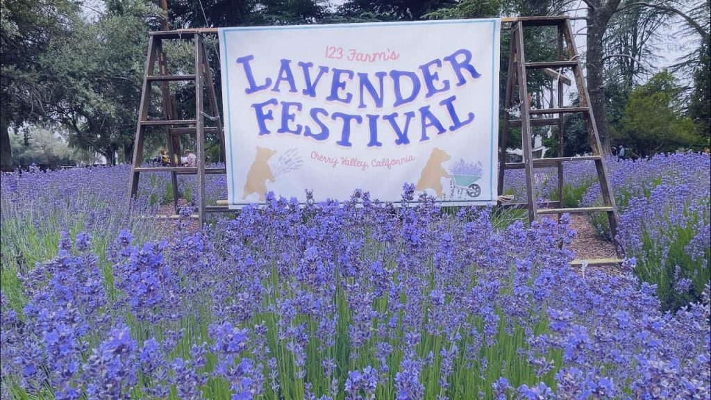 Experience the Magic Lavender Festival 2025