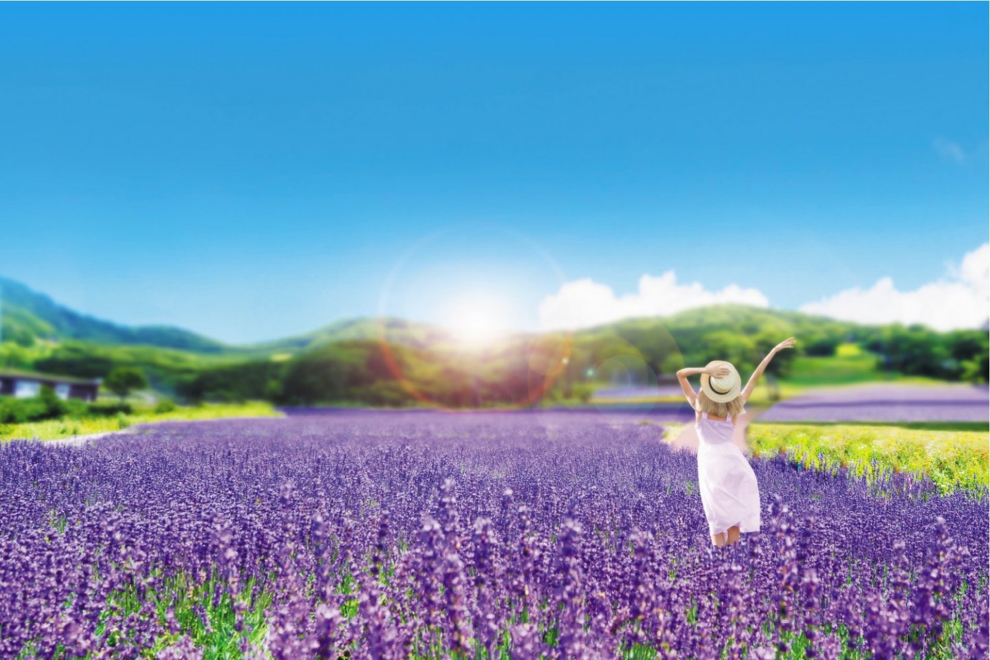 Lavender Lights Festival 2025 Unveiling a Floral Extravaganza Like Never Before!
