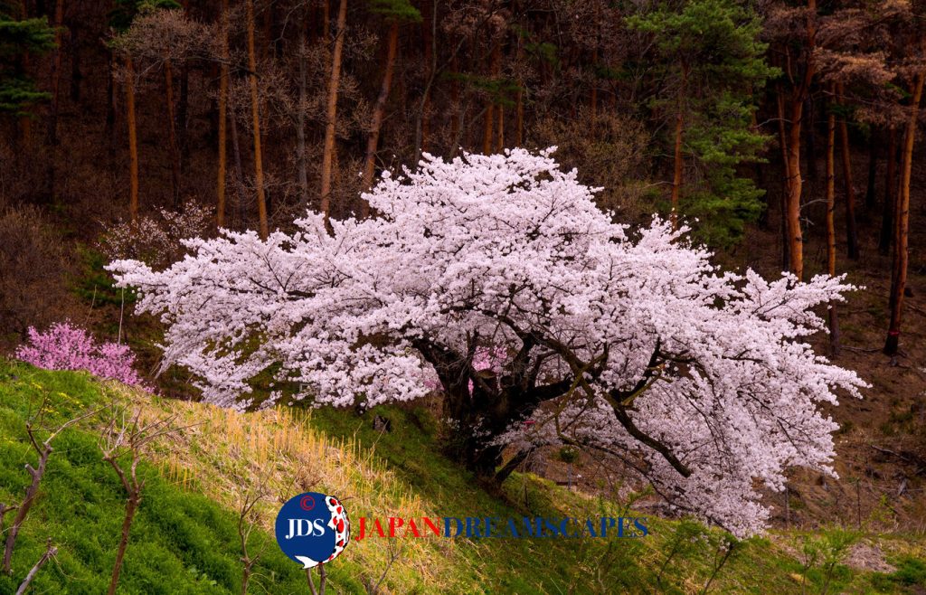 image 407 Festival 2025