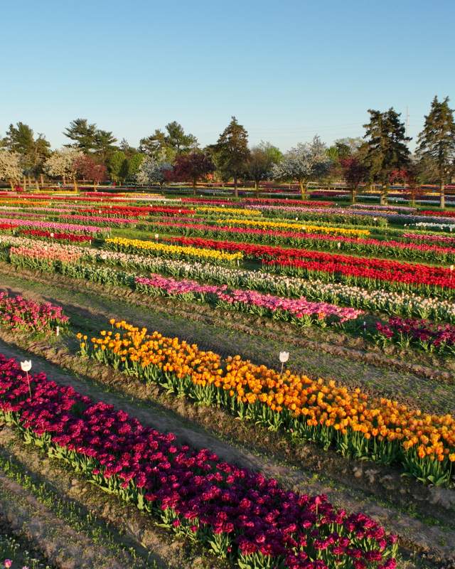 image 1125 Festival 2025