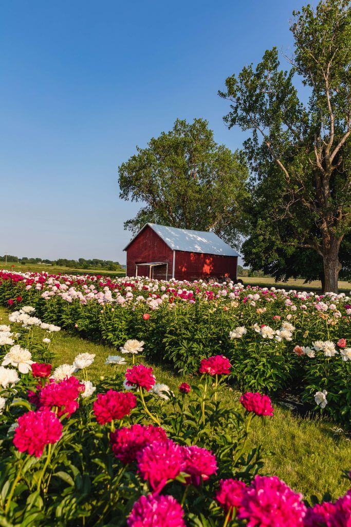 image 1344 Festival 2025