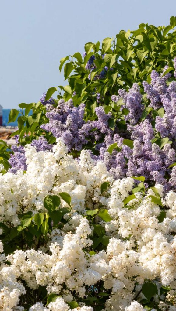 image 160 Festival 2025