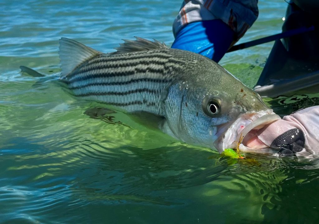 image 1680 Festival 2025