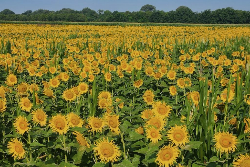 image 1684 Festival 2025