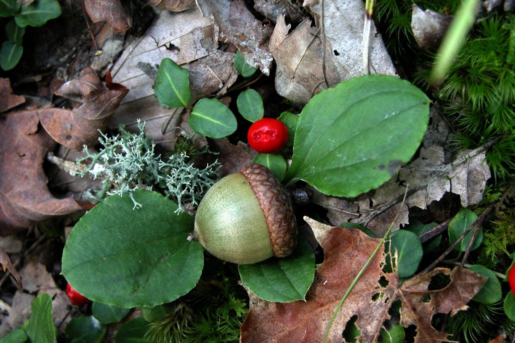 image 1715 Festival 2025