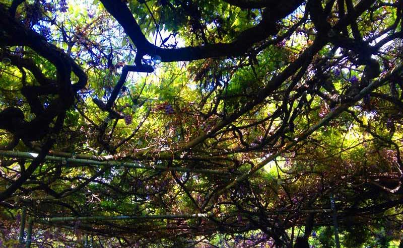 image 1862 Festival 2025