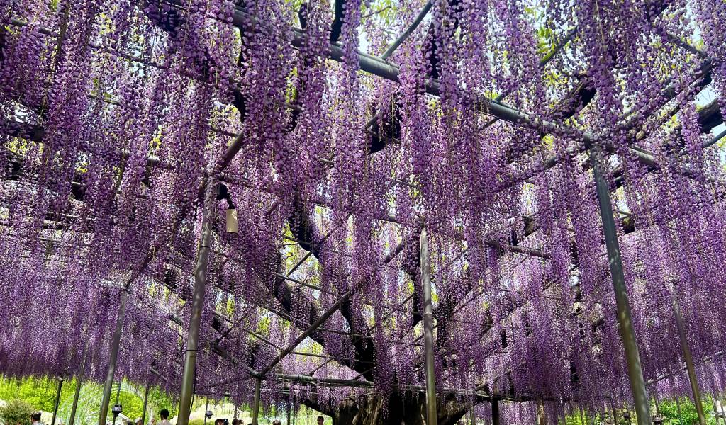 image 1886 Festival 2025