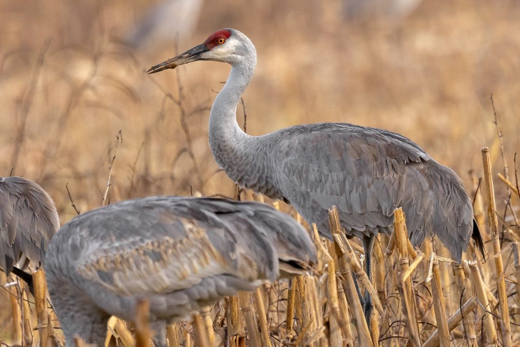 image 213 Festival 2025