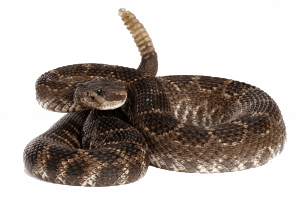 image 218 Festival 2025