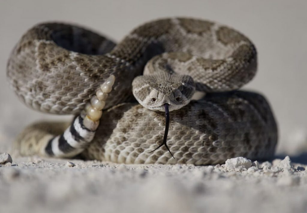 image 2263 Festival 2025