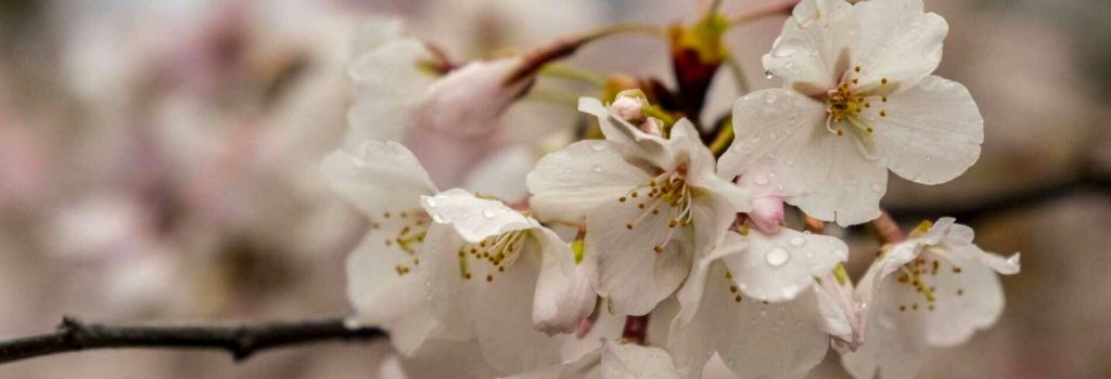 image 2265 Festival 2025