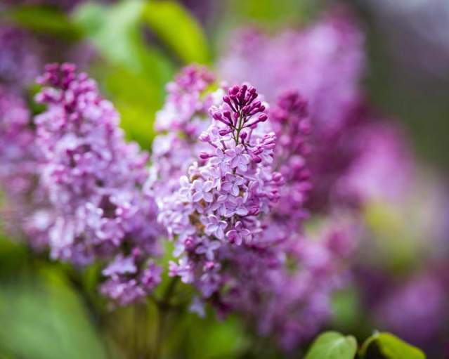 image 2280 Festival 2025