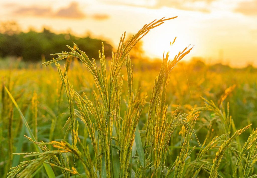 image 289 Festival 2025