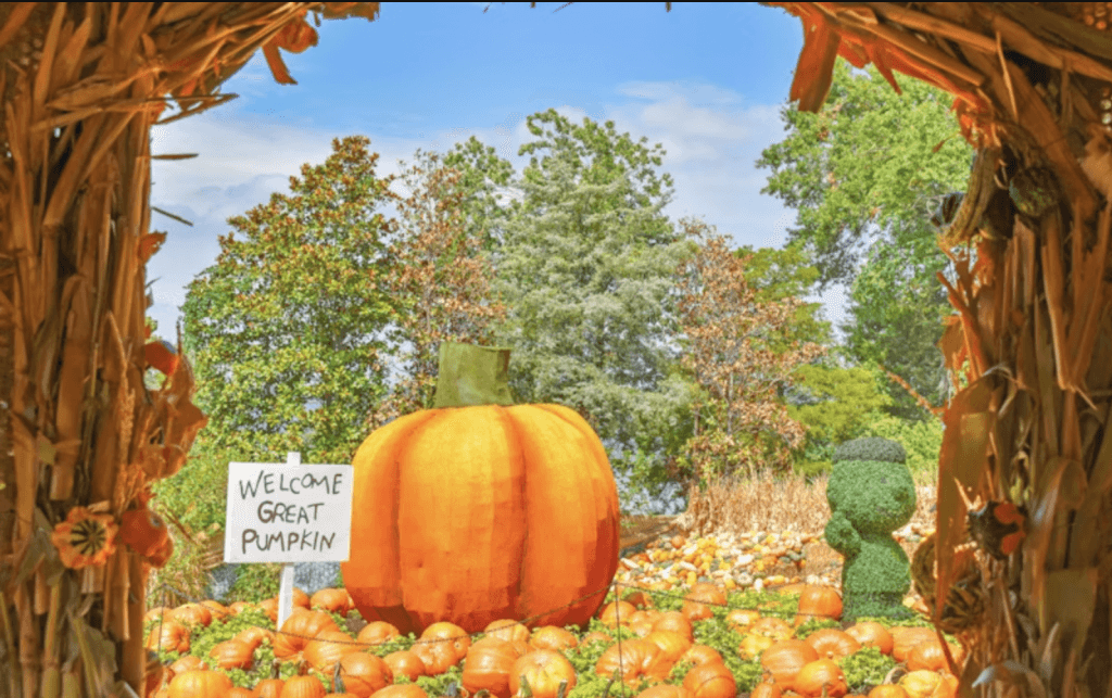 image 305 Festival 2025