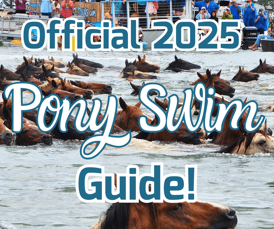 image 311 Festival 2025