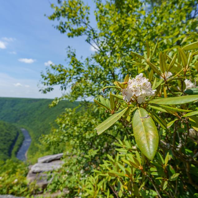 image 335 Festival 2025