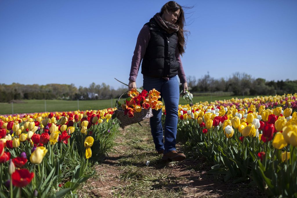 image 388 Festival 2025