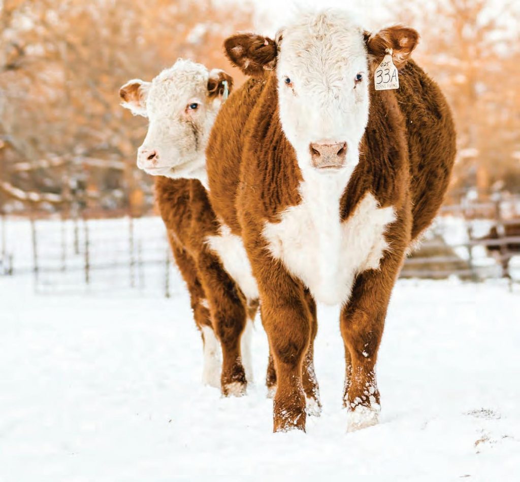 image 459 Festival 2025