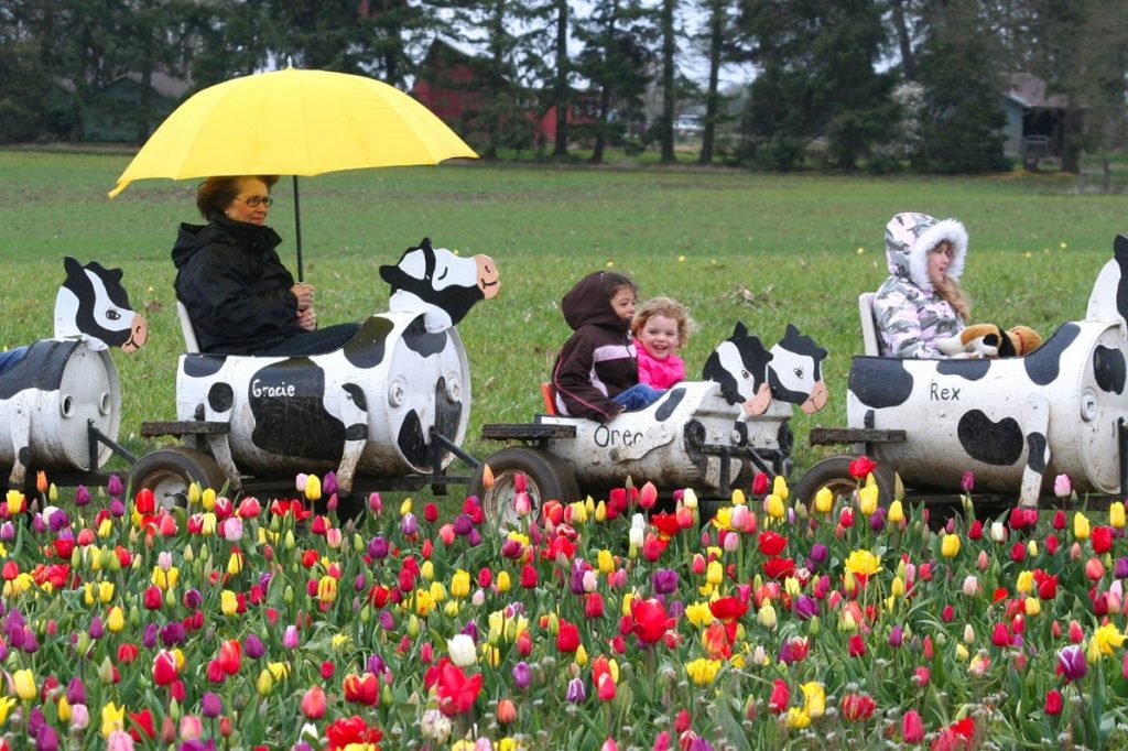 image 473 Festival 2025