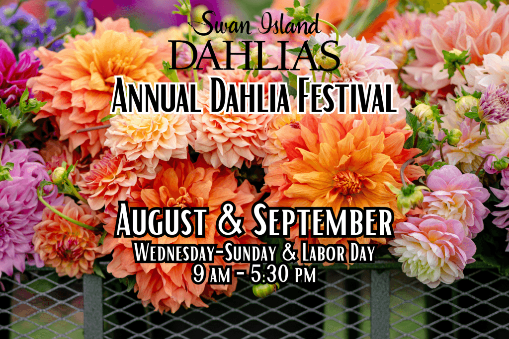 image 511 Festival 2025