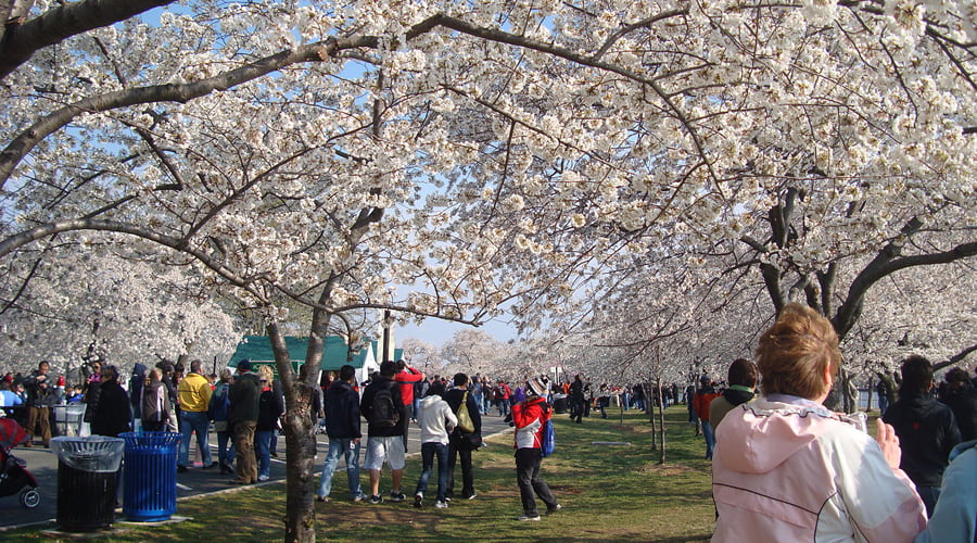 image 652 Festival 2025