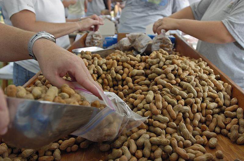 image 816 Festival 2025