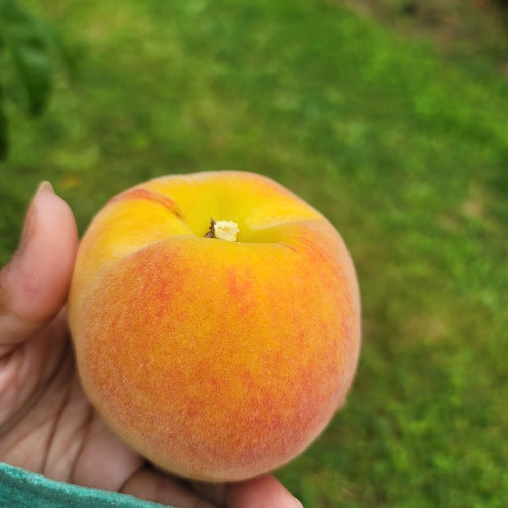 image 833 Festival 2025