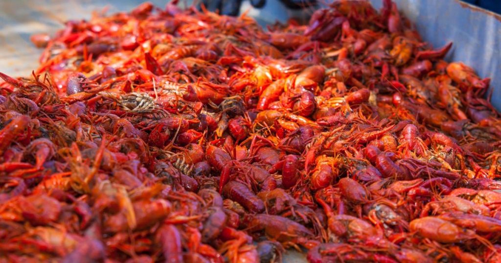 image 891 Festival 2025