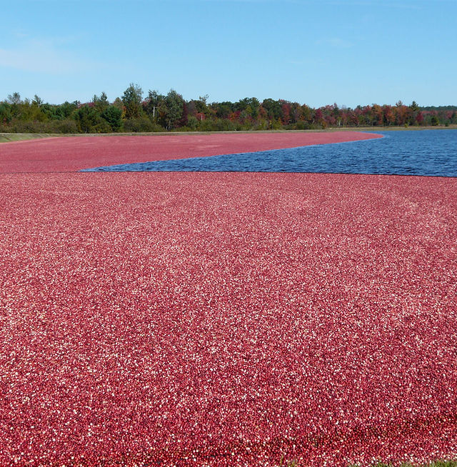 image 933 Festival 2025