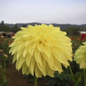 image 107 Festival 2025