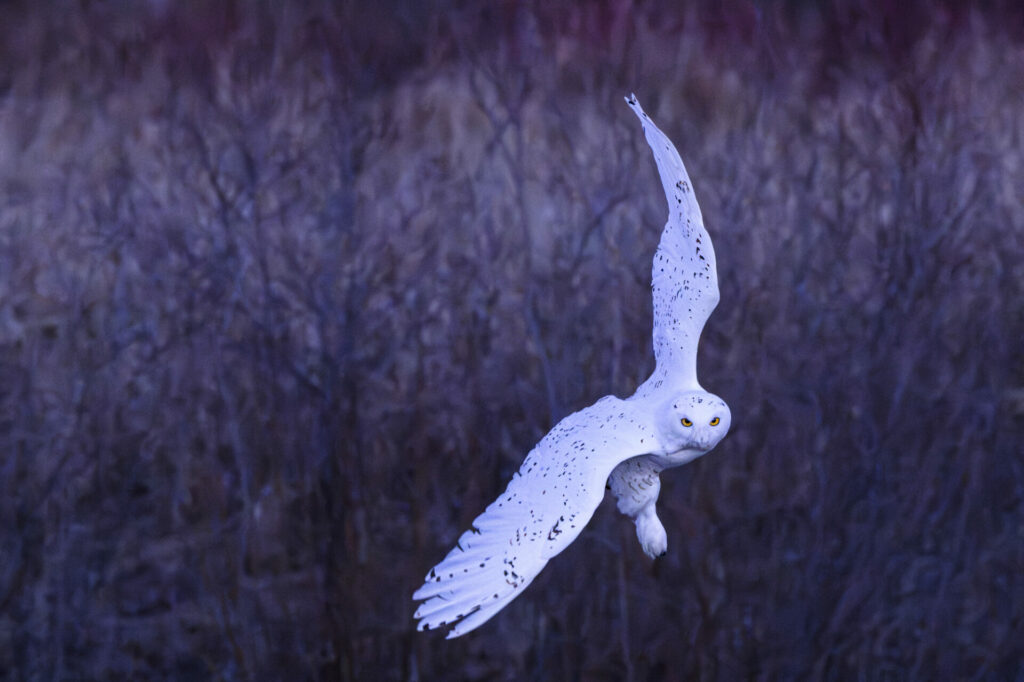 image 201 Festival 2025