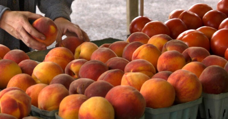 image 230 Festival 2025