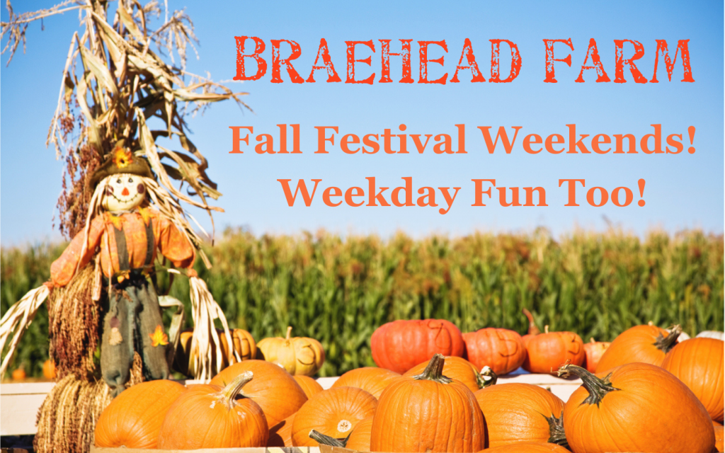 image 233 Festival 2025