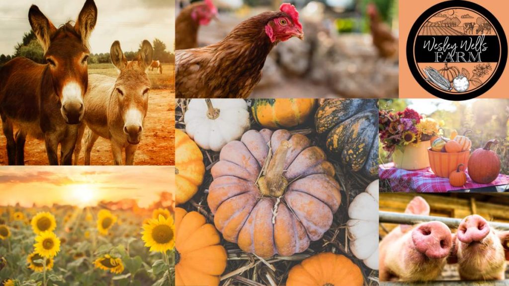 image 306 Festival 2025