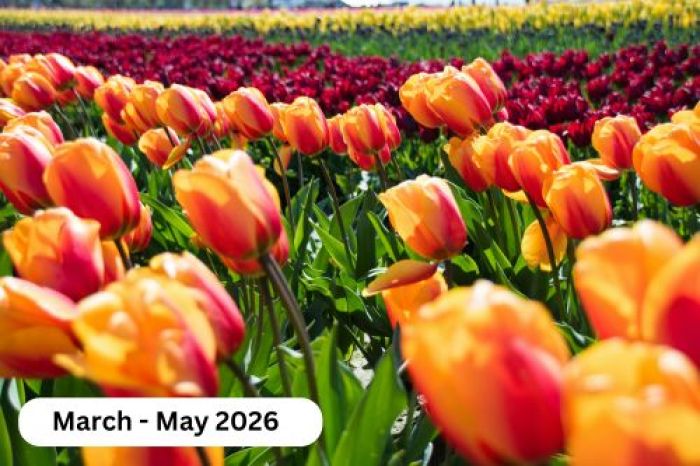 image 379 Festival 2025