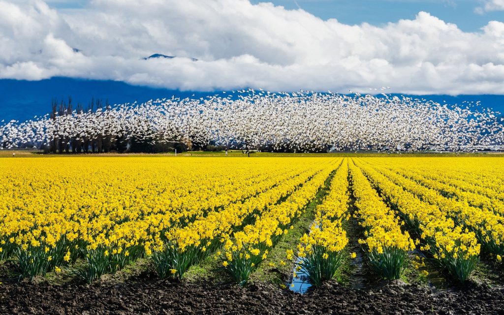 image 392 Festival 2025