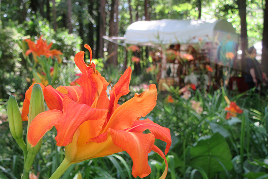 image 426 Festival 2025