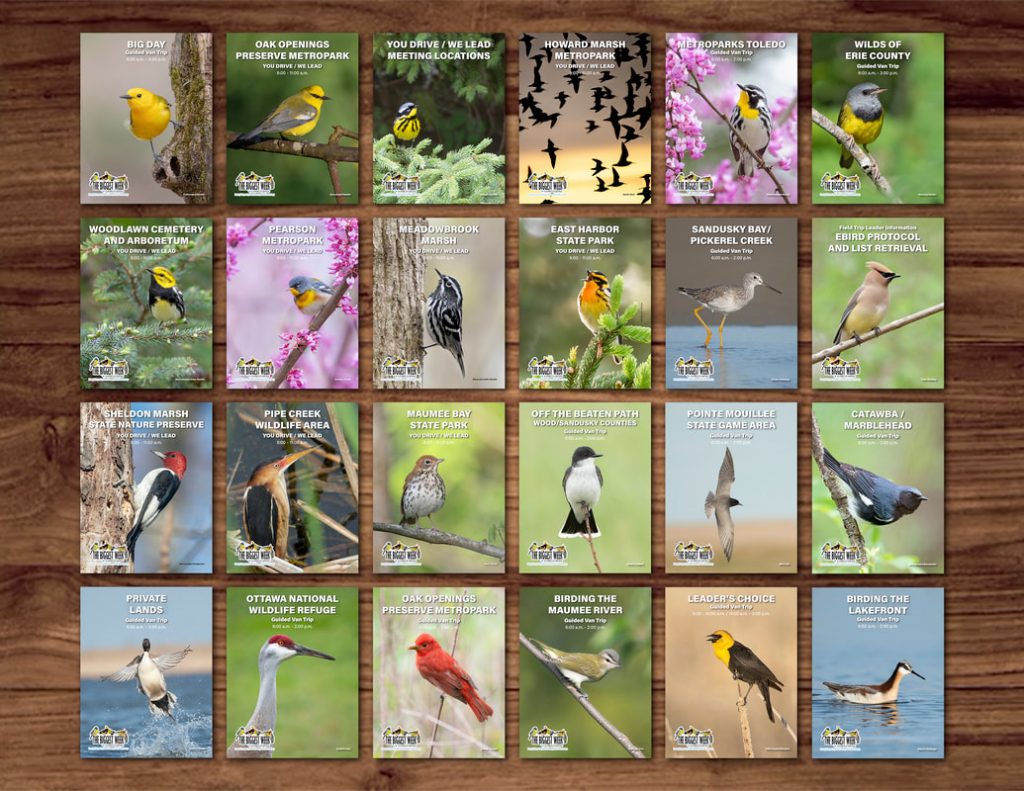 image 472 Festival 2025