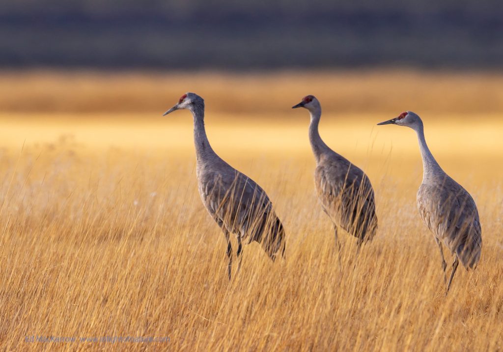 image 502 Festival 2025