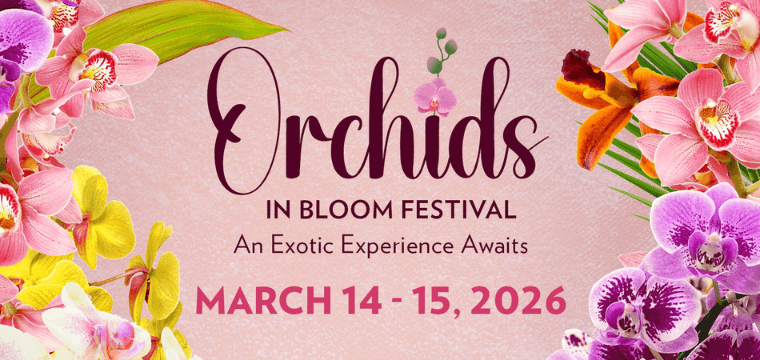 image 52 Festival 2025