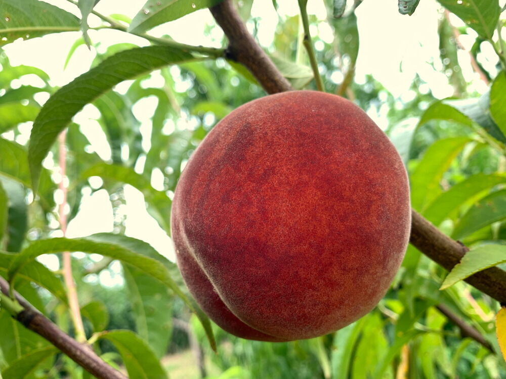 image 584 Festival 2025