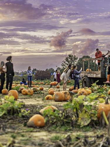 image 749 Festival 2025