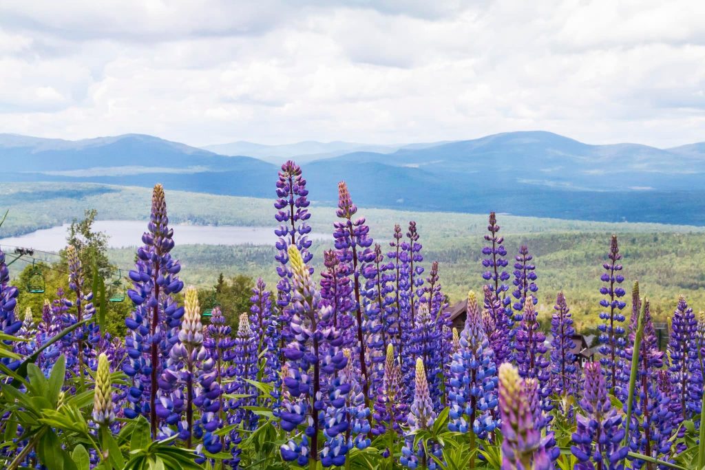 image 787 Festival 2025